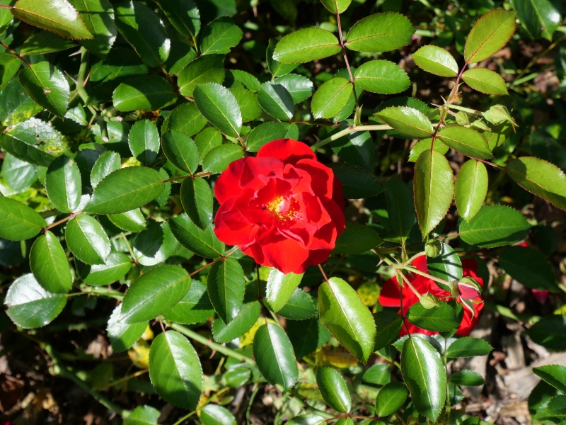 バラ - チルターン(Chilterns)