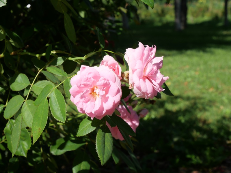 バラ - デ モンタルヴィ(De Montarville)