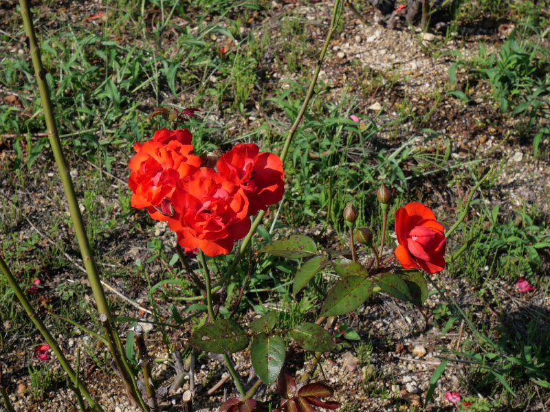 バラ - ドームシュタット フルダ(Domstadt Fulda)