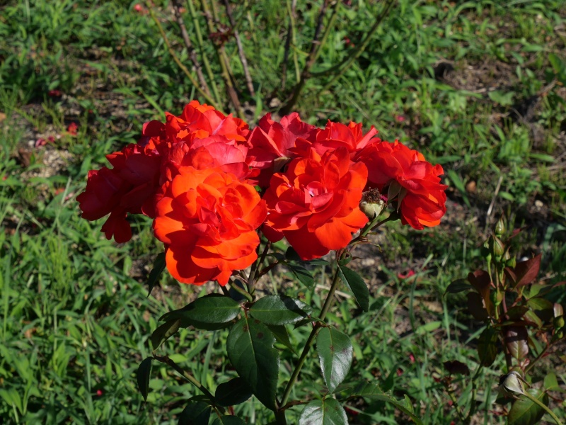 バラ - ドームシュタット フルダ(Domstadt Fulda)