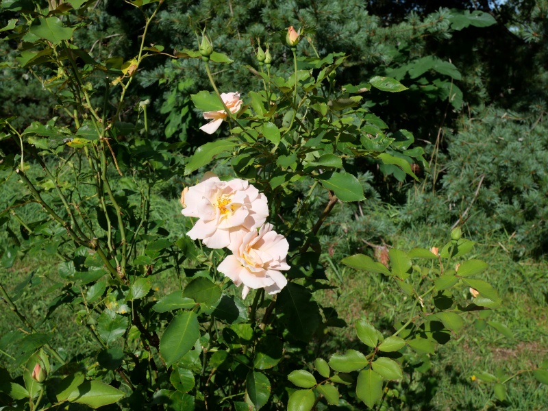 バラ - フォークシンガー(Folksinger)