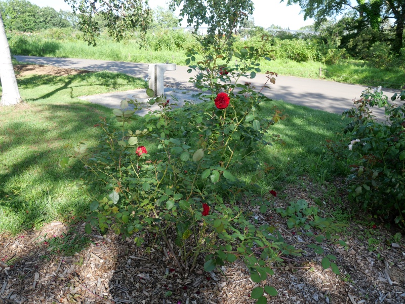 バラ - ホープ フォー ヒューマニティ(Hope for Humanity)