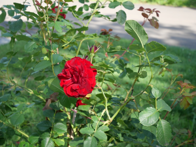 バラ - ホープ フォー ヒューマニティ(Hope for Humanity)