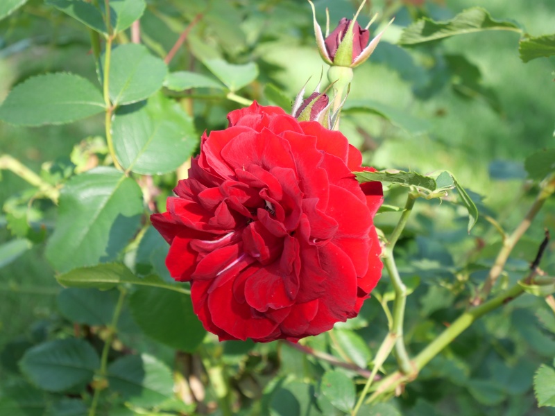 バラ - ホープ フォー ヒューマニティ(Hope for Humanity)