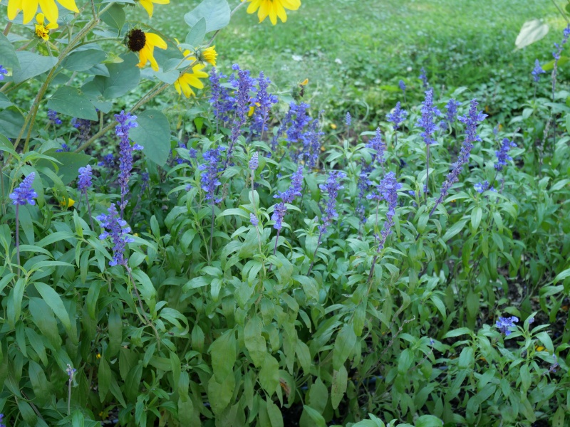 ヒマワリ ブルーサルビア(Salvia farinacea)
